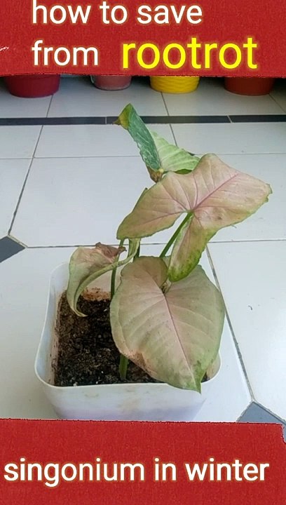 Syngonium overwater problem