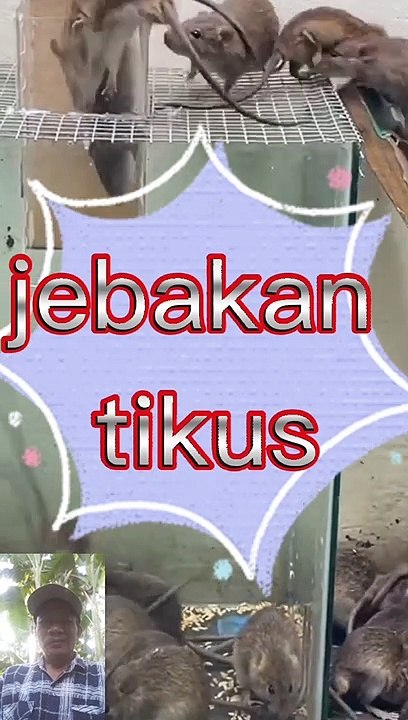 Jebakan tikus