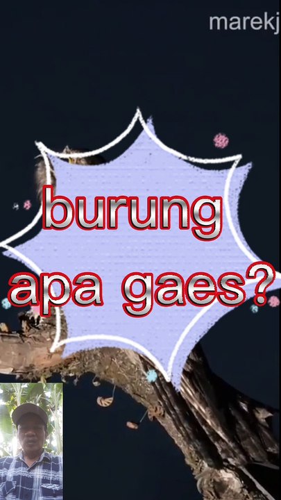 Burung apa y?