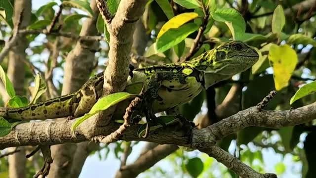 Científicos hallan por primera vez iguanas rosadas en las Islas Galápagos