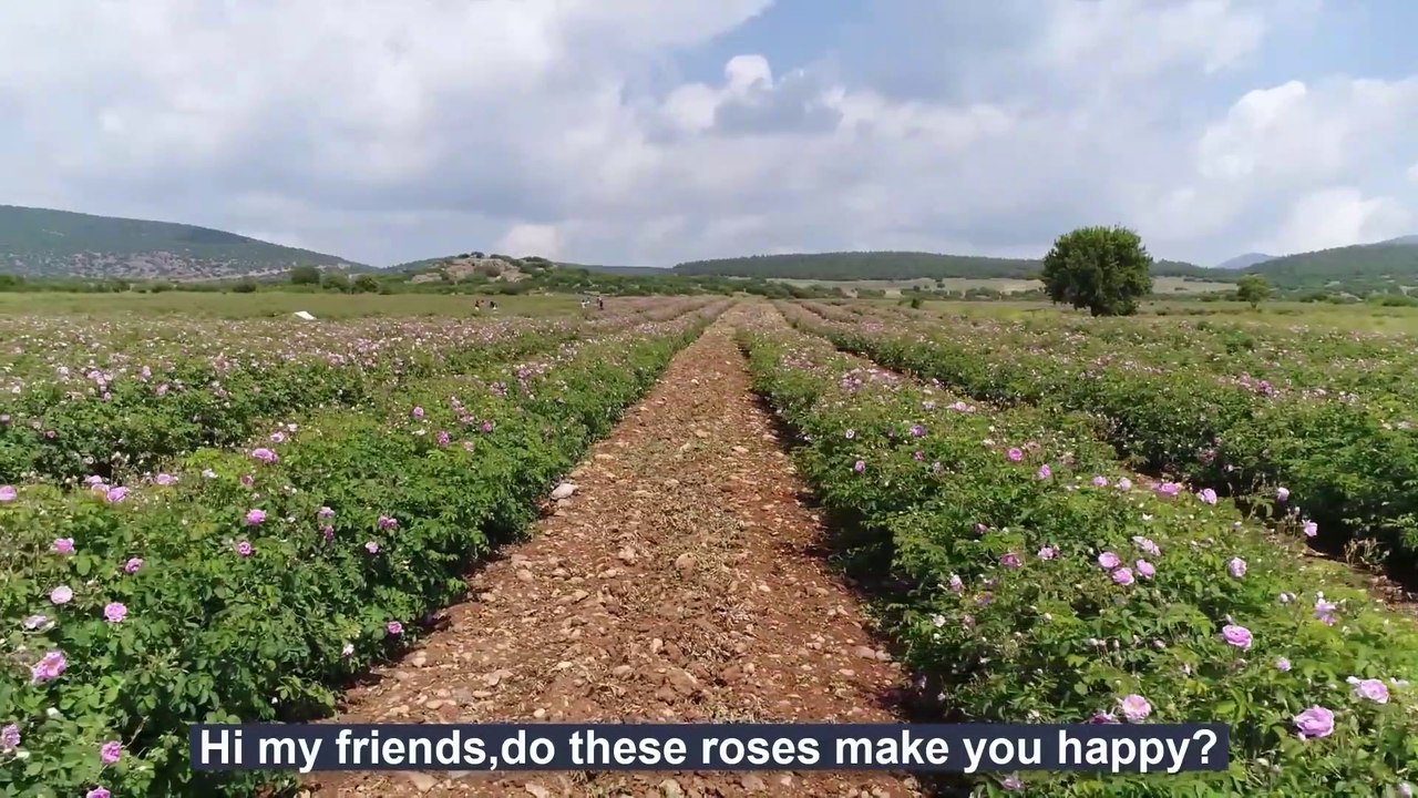 Technology News |Beautiful Rose Harvesting and Rose Essential Oil Processing in Factory - Essential oil industry