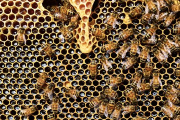 GEOvox : Dorothée Singer, apicultrice en Moselle