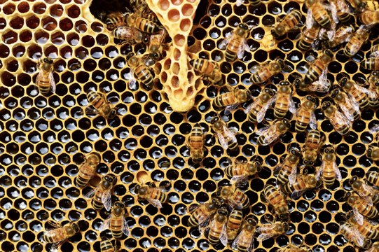 GEOvox : Dorothée Singer, apicultrice en Moselle