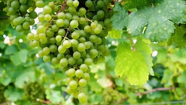 Learn fruits name in english and hindi | Fruits name | Fruits name for kids | learn fruits name | Fruits name with pictues | Learn fruits name with live examples | Basic english learning video for kids | Kids Vocabulary | Name of fruits