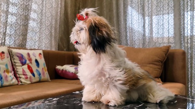 Why do Shih Tzus Dig the Bed?