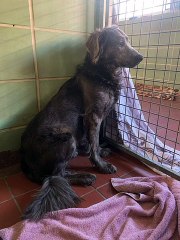 Charlie finds his forever home for Christmas