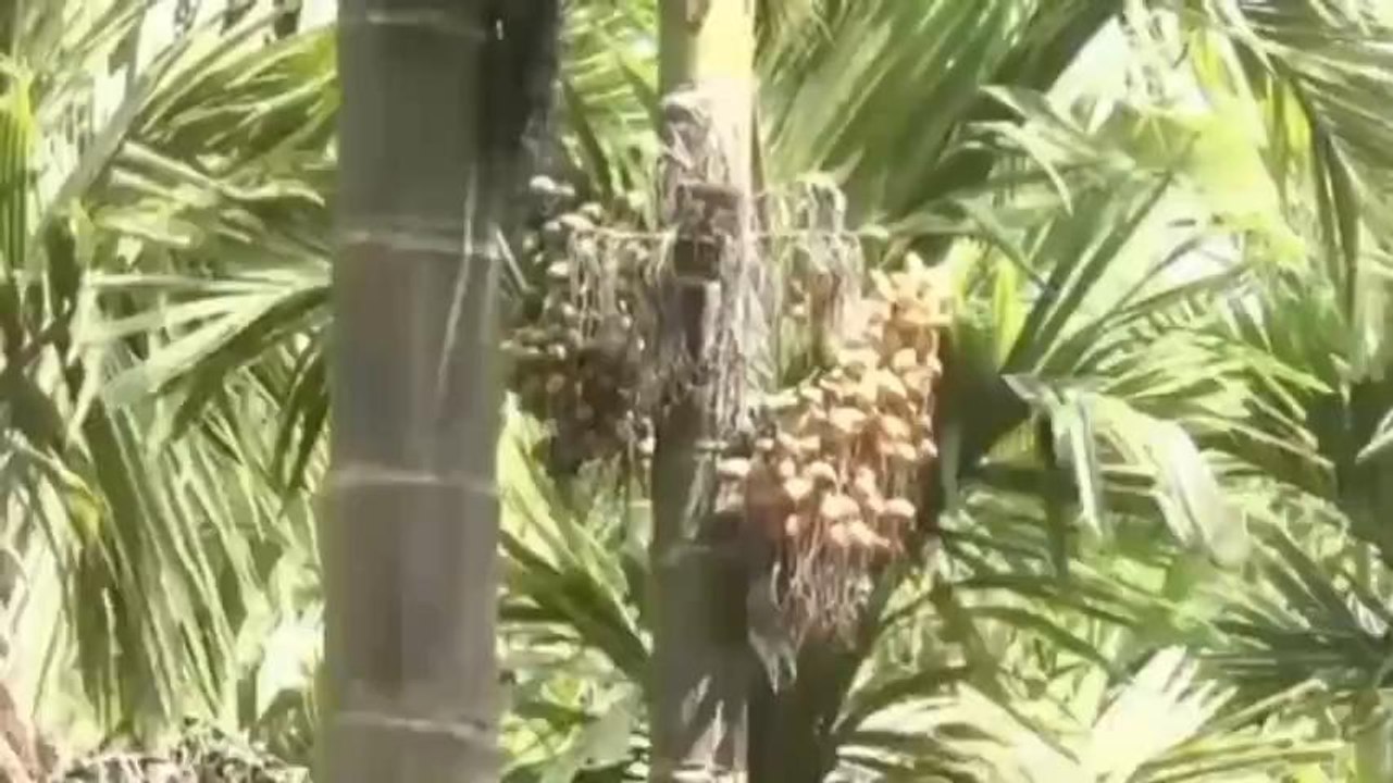 ದಾವಣಗೆರೆ: ಅಡಿಕೆ ಬೆಳೆಗೆ ಬಂತು ಮತ್ತೆ ಬಂಗಾರದ ಬೆಲೆ !