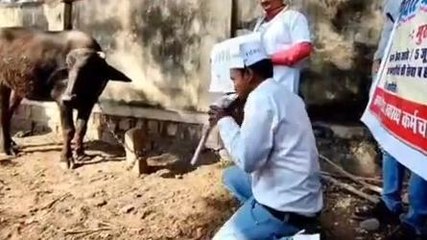 मुरैना : संविदा स्वास्थ्यकर्मियो का अनोखा प्रदर्शन,भैंस के आगे बजाई बीन