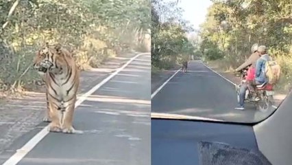 Viral video : जब हाइवे पर अचानक आ गया टाइगर, ऐसे बची बाइक सवारों की जान