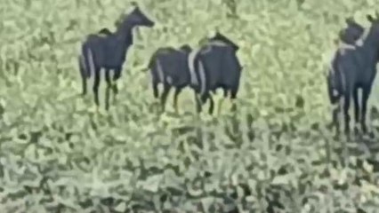 जावरा: जंगली सूअर व घोड़ा रोज़ से परेशान,लगातार शिकायत के बाद भी नहीं हुआ निराकरण