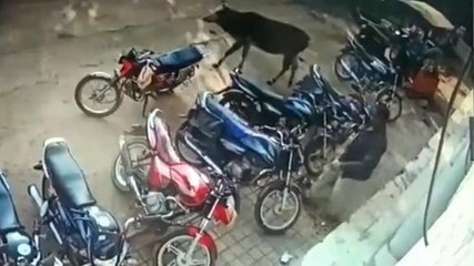 सतना:चाय की दुकान से एक व्यक्ति ने सिलेंडर किया चोरी,वारदात सीसीटीवी में हुई केद..