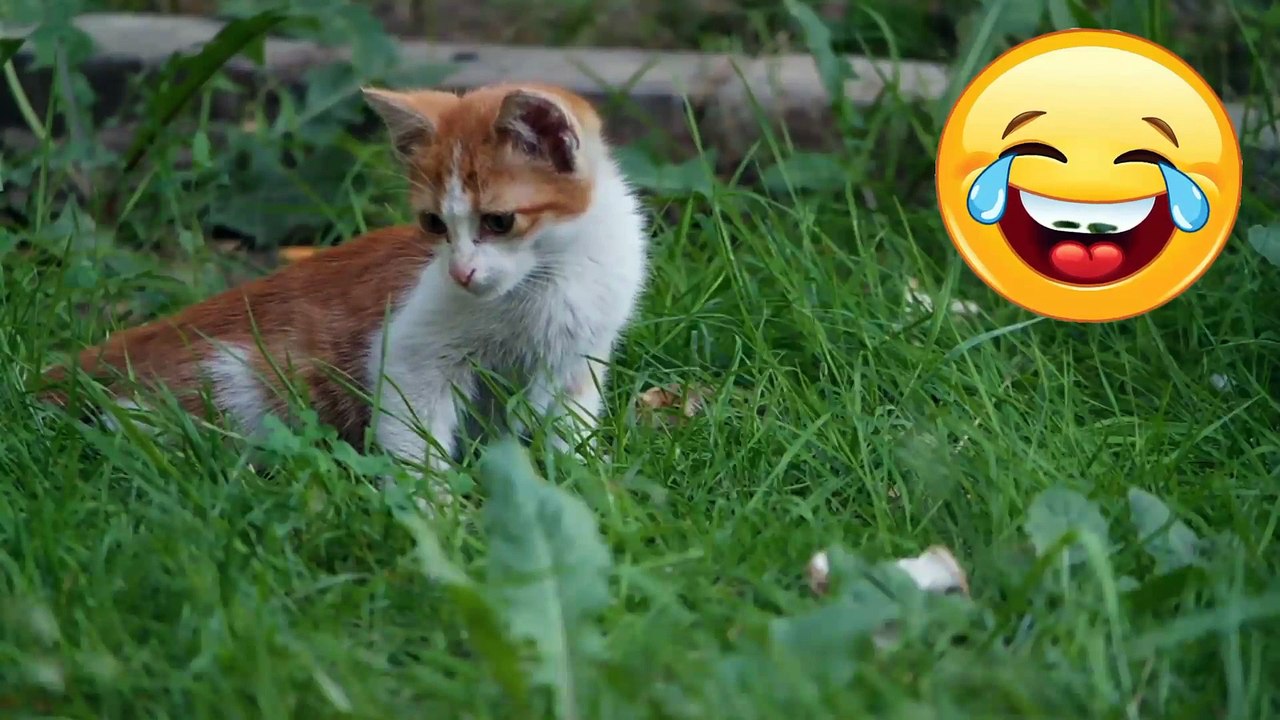 Funny Cat | Funny cat videos
