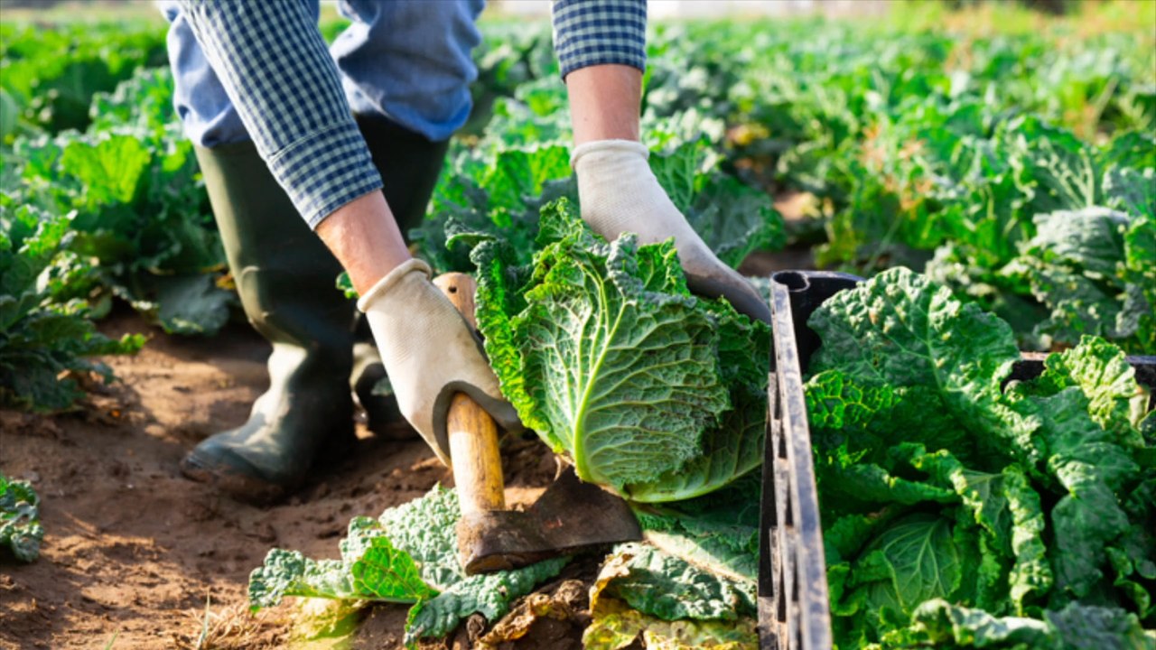 Diebe stehlen Kiloweise Kohl