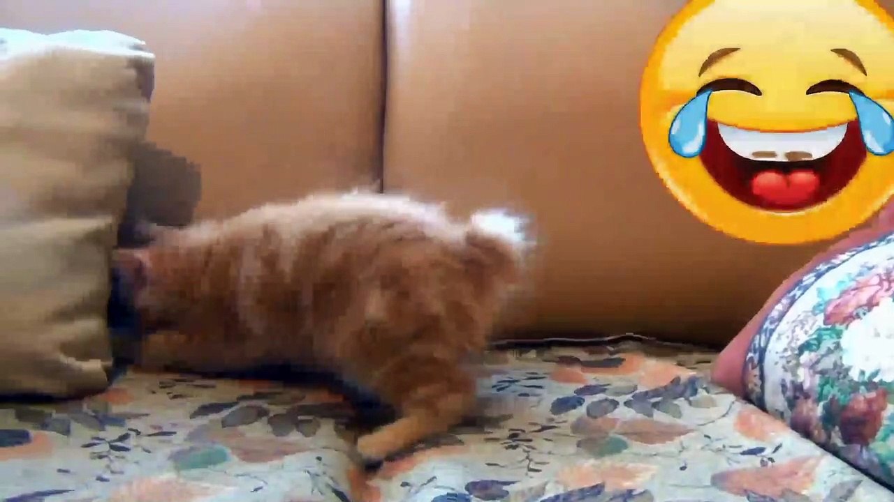 Funny Cat | Funny cat videos