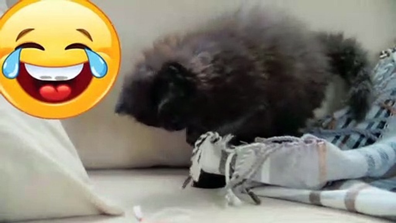 Funny Cat | Funny cat videos