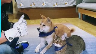 Dog and cat parfomens