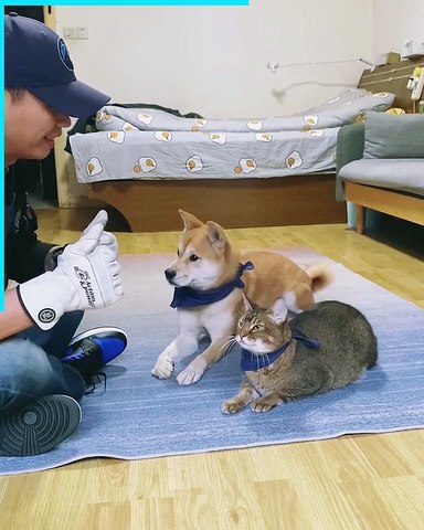 Dog and cat parfomens