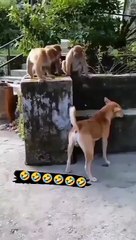 Funny Monkeys Having Fun With Dog 
