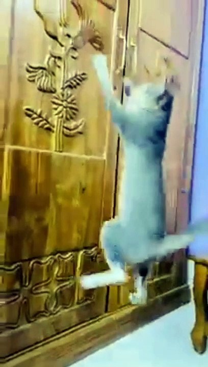 Omg so cutest cat