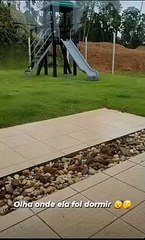 Resgate de cobra dormideira em Jaraguá do Sul