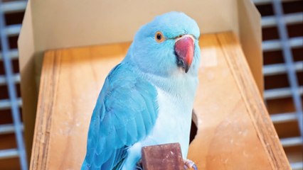 Mann kauft 14 Sittiche – Koma und Amputation