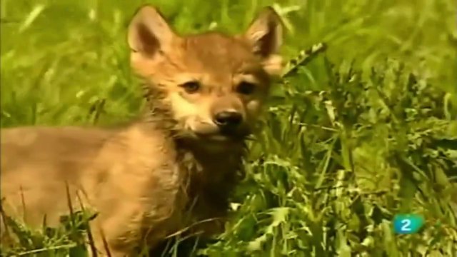 LOS LOBOS: documental de lobos COMPLETO en ESPAÑOL, lobos Documentales Interesantes