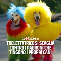 Cani con il pelo tinto: "È benessere animale o un vezzo del proprietario?"