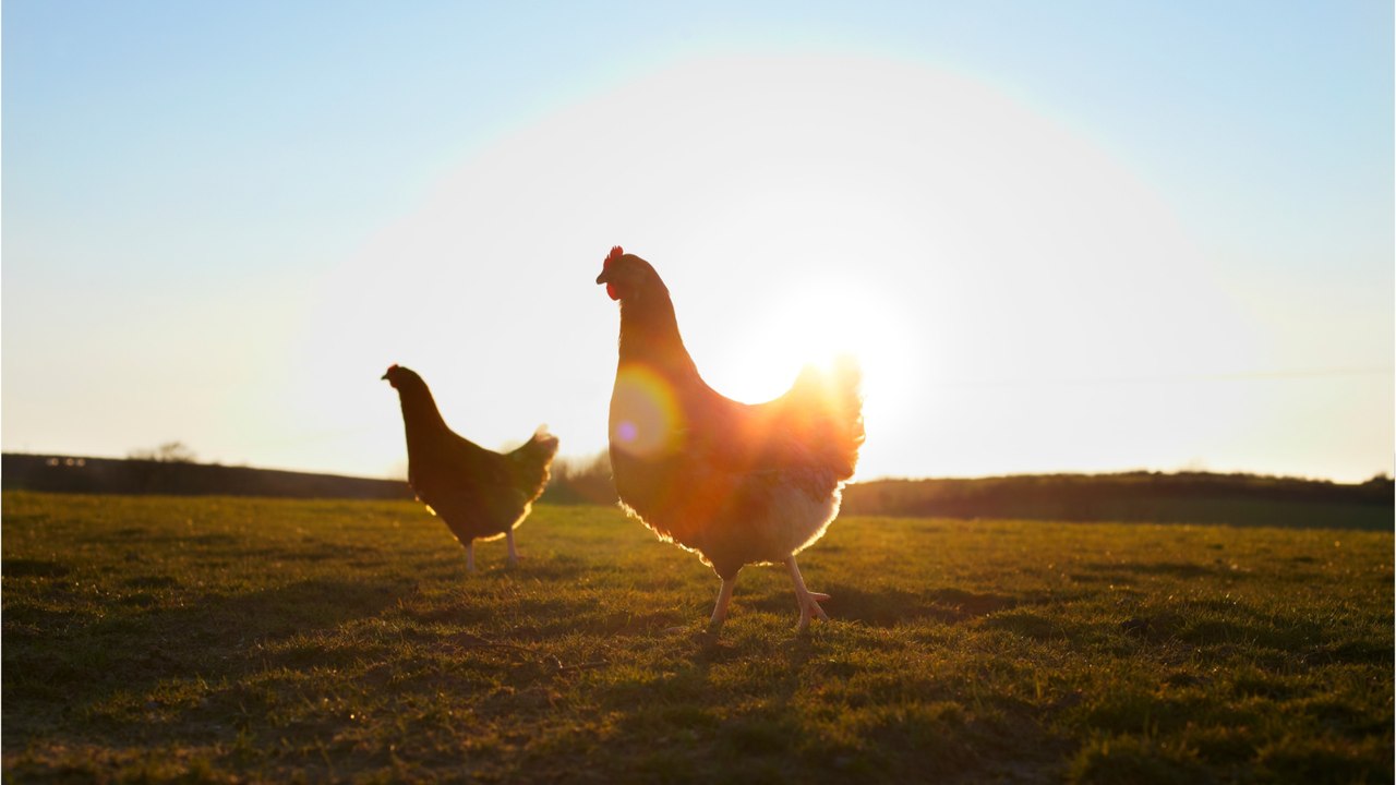 Ältestes Huhn der Welt: Neuer Rekord im Guiness-Buch