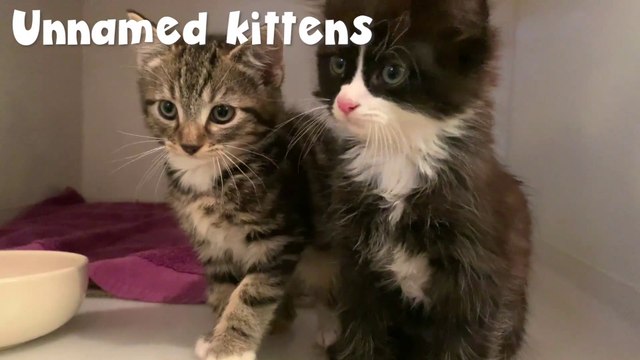 These 11 cats are looking for a home in South Tyneside or Sunderland