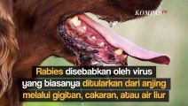 Mengenal Rabies: Penyakit 'Anjing Gila' yang Juga Bisa Datang dari Kucing dan Kera