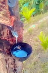 Indien Robar #shorts Video viral  #ManojDey