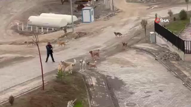 Başıboş köpekler tehlike saçıyor... Köpeklerin üzerine geldiğini fark eden adam, elindeki sopa sayesinde böyle kurtuldu