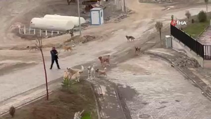 Başıboş köpekler tehlike saçıyor... Köpeklerin üzerine geldiğini fark eden adam, elindeki sopa sayesinde böyle kurtuldu