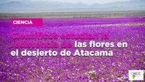 Científicos estudian la resistencia de las flores en el desierto de Atacama