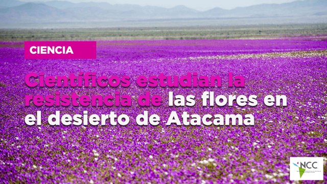 Científicos estudian la resistencia de las flores en el desierto de Atacama