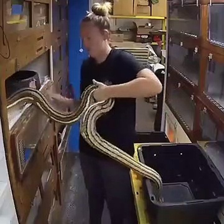 Cette femme connait parfaitement les mauvais coups de ses serpents