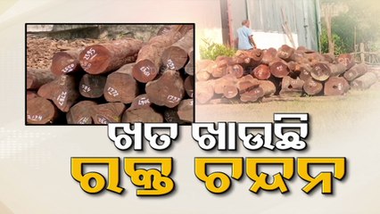 Red sandalwood logs lying unsafe outside in large quantity in Ganjam