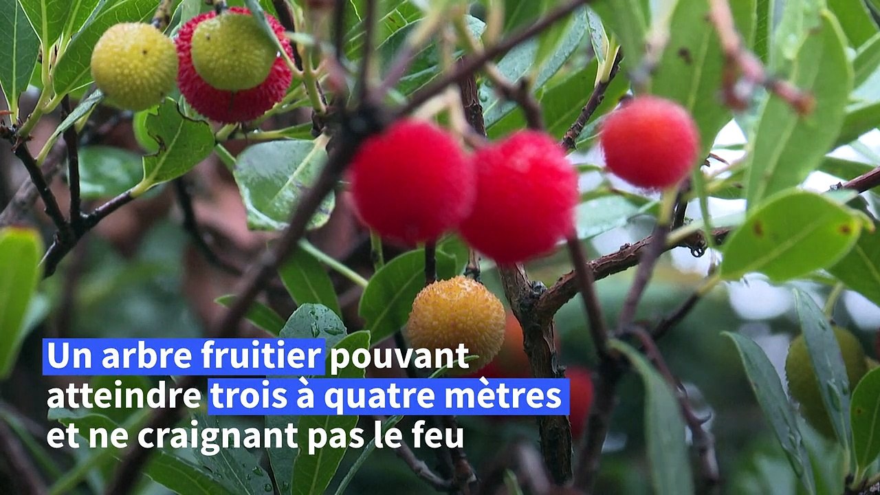 Face aux incendies, la forêt provençale redécouvre l'arbousier