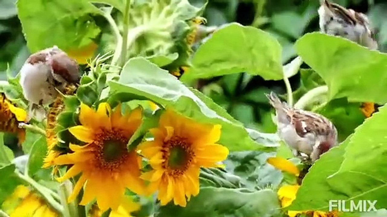 Amazing birds