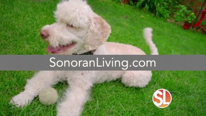 The reality of Petflation: Tips on how pet owners combat rising costs