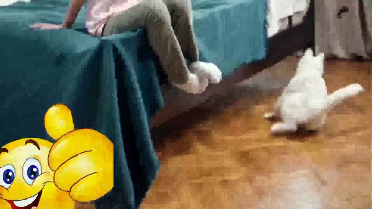 Funny Cat | Funny cat videos