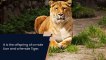 10 Astonishing Facts about Liger || Liger is a Hybrid|| Liger Vs Tiger || Why Liger is stronger? ||
