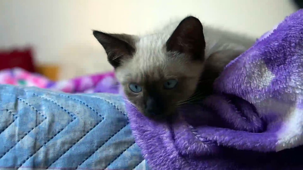 Funny Cat | Funny cat videos
