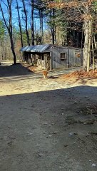 Golden Retriever Puppy Brings Flowers