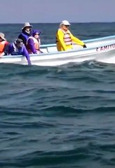 biggest whale in the world #shorts  2021