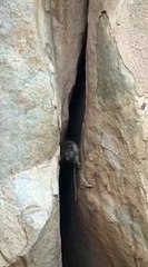 amazing baby monkey clump #shorts  2021