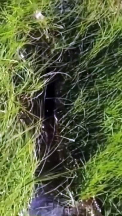 anaconda under water #shorts