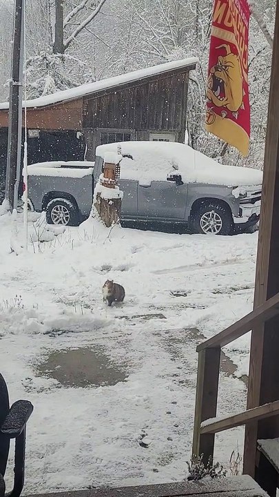 Fluffy Cat Catches Snowflakes
