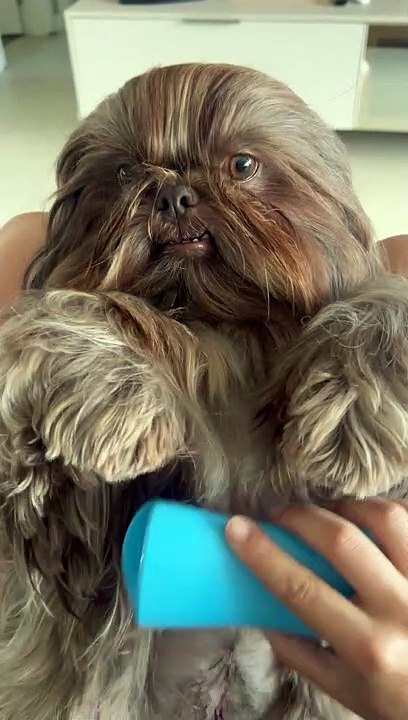 Brushing a Well-Mannered Shih Tzu