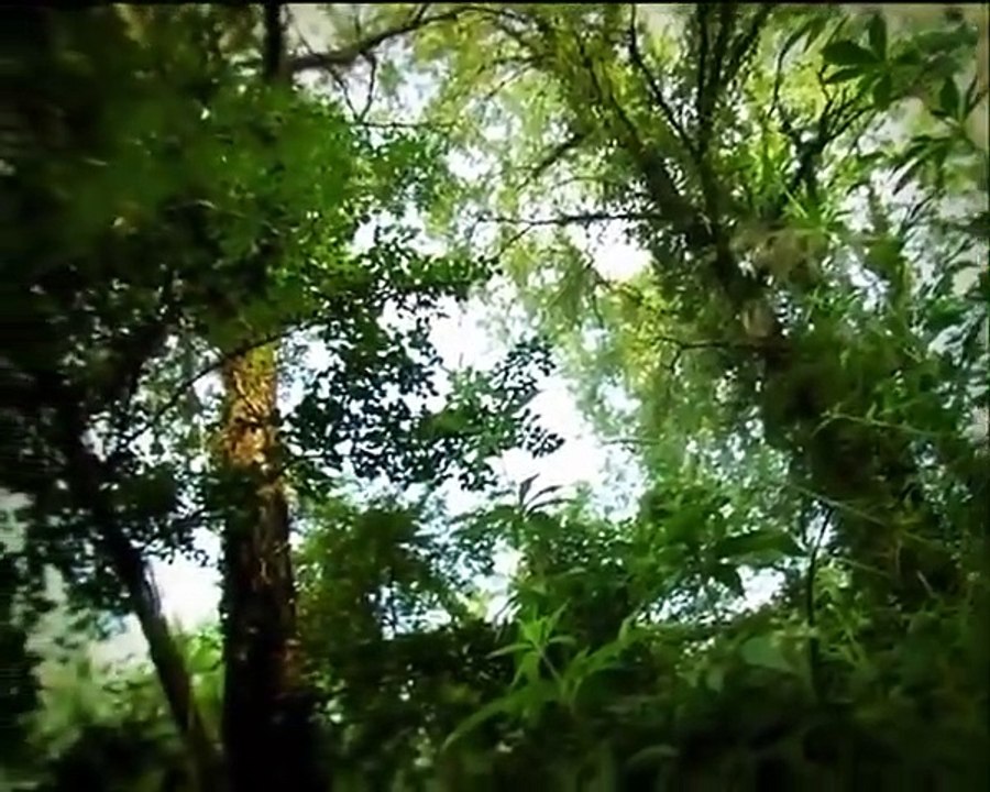 Minuscule - Se2 - Ep06 HD Watch HD Deutsch